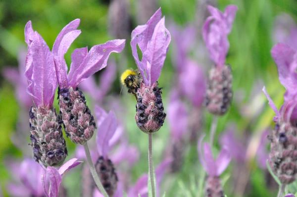 About Thyme Gardening