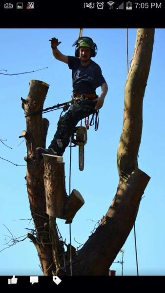 S G Tree Services