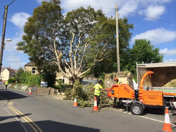 West Country Tree Services Ltd