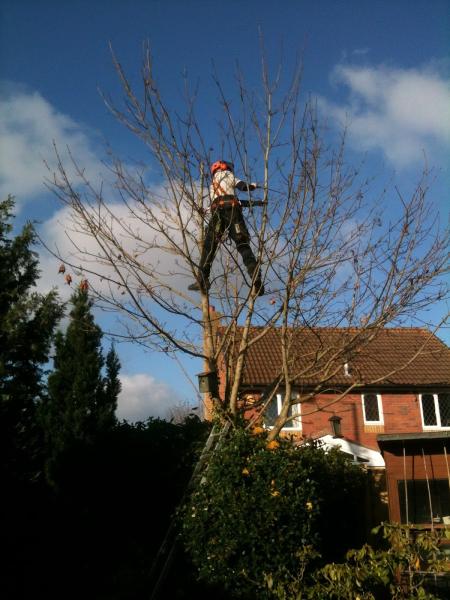 West Country Tree Services Ltd