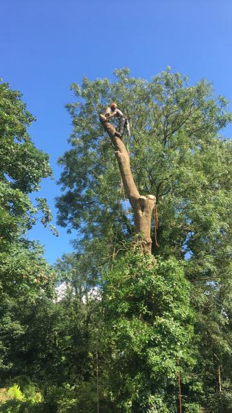 Sw Forestry & Tree Surgery