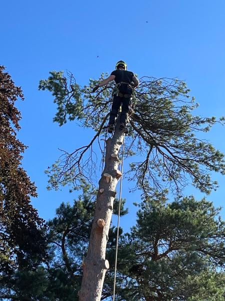 Elms Tree Services