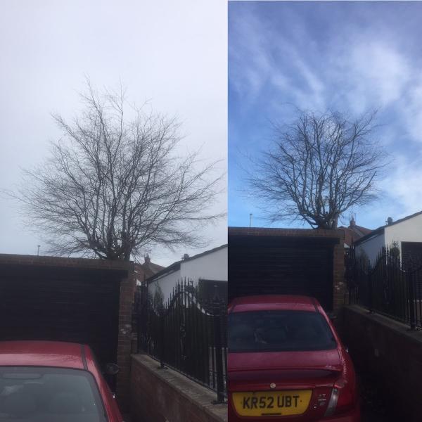 Ashbrooke Tree Services