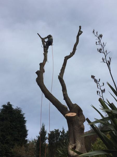 Ashbrooke Tree Services