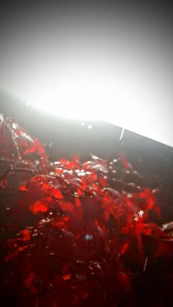 The Perfect Lawn Company