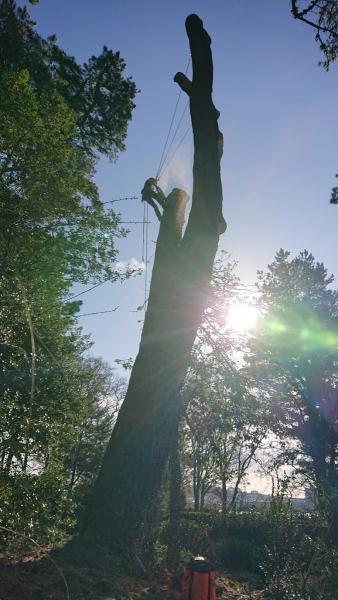 Greenside Tree Services