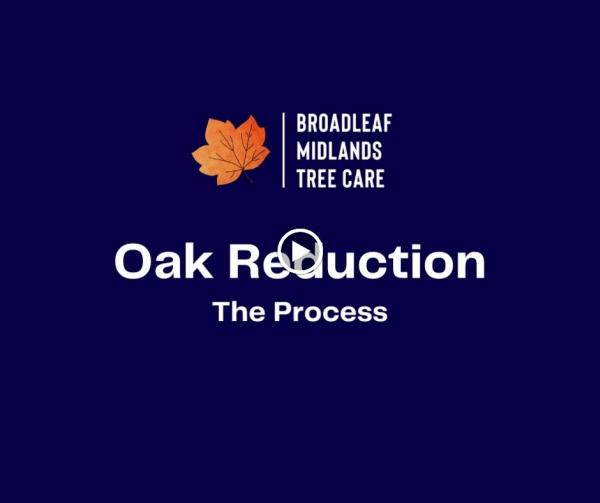 Broadleaf Midlands Tree Care