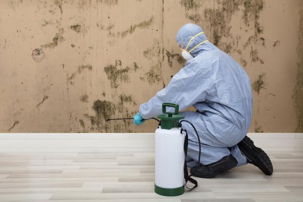 Mould Removal Service Kent