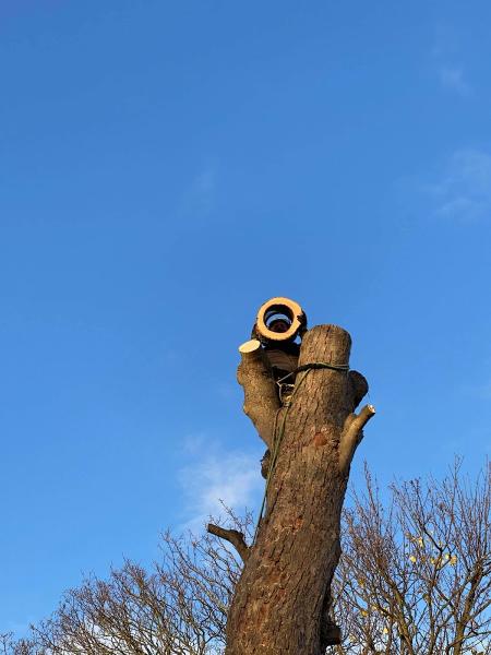 Fenton Tree Surgery