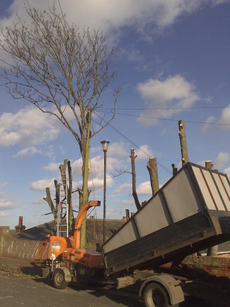 Tim Perkins Tree Surgeon