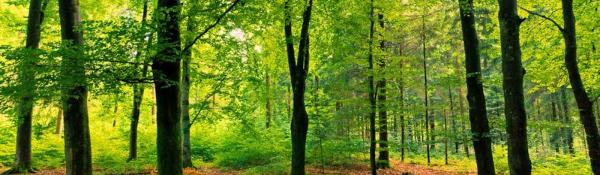 Soundwood Tree Consultancy