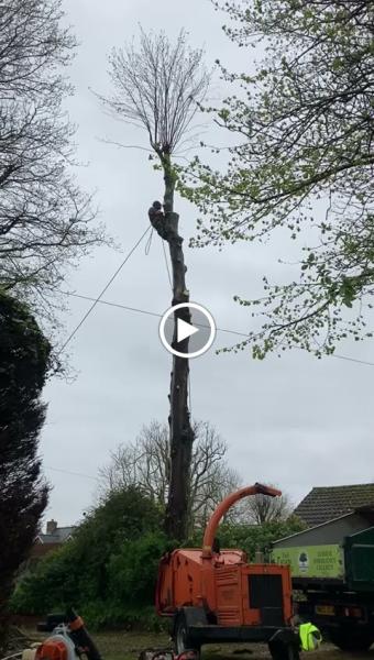 Top Branch Tree Works