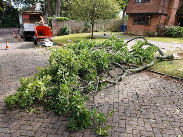 Bearwood Tree Services