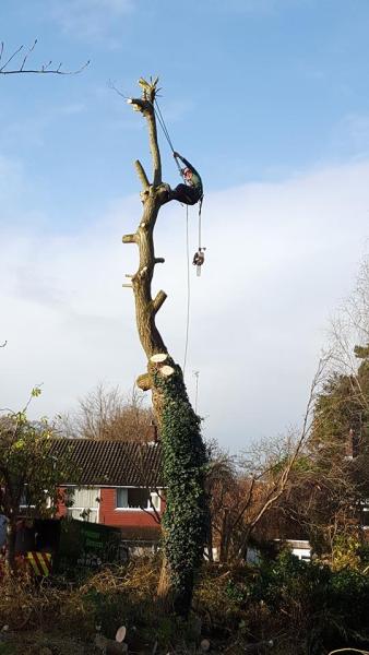 Furlonger Tree Services