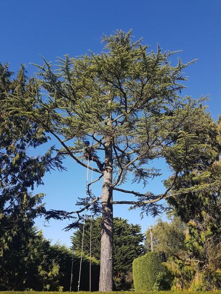 Furlonger Tree Services