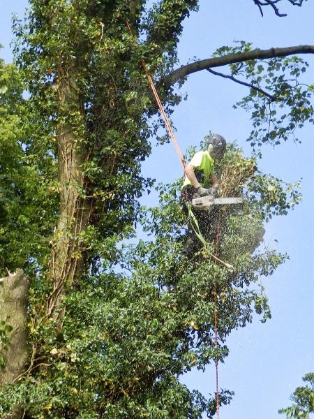 Arbolution Tree Services