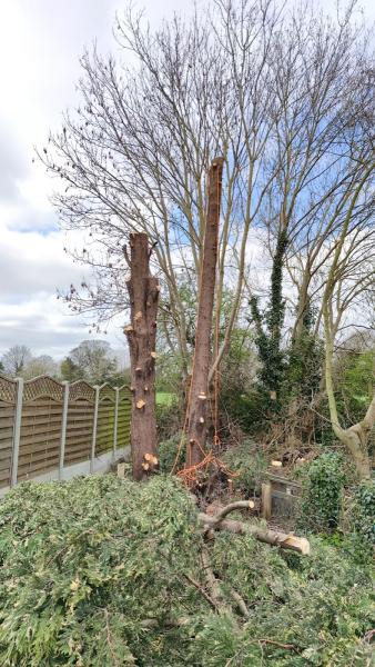 D R Minns Tree Surgery