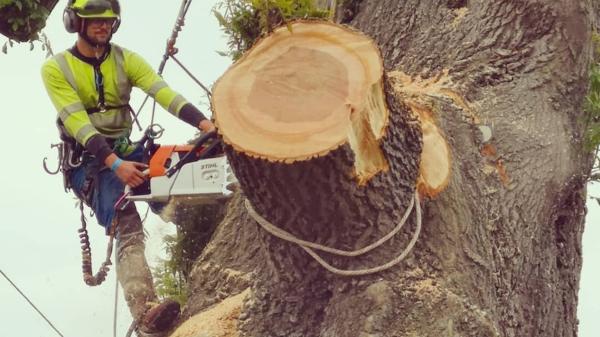 Pawson Tree Care