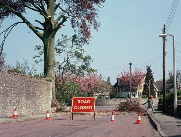 Bristol Urban Forestry