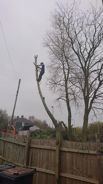 First Class Tree Care Ltd