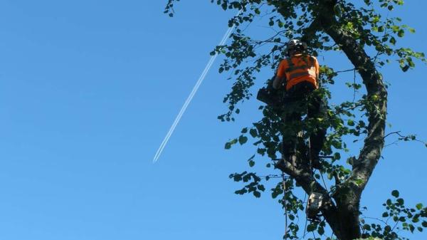 Renfrewshire Tree Surgeons