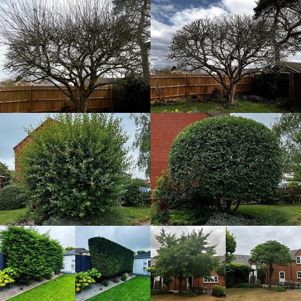 Red Kite Tree & Hedge Services