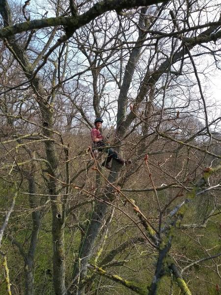 Andrea Maistrello Arboriculture