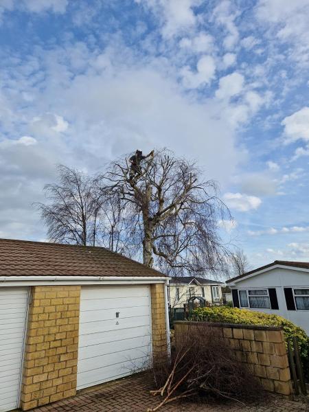 Cotswold Tree Surgeons