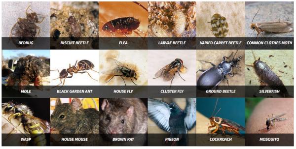 Protech Direct Pest Control