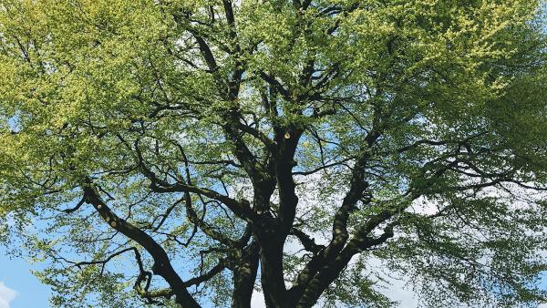 Nick Bailey Tree Surgeon Knutsford