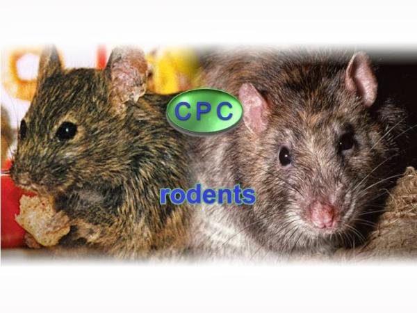 Cunningham Pest Control