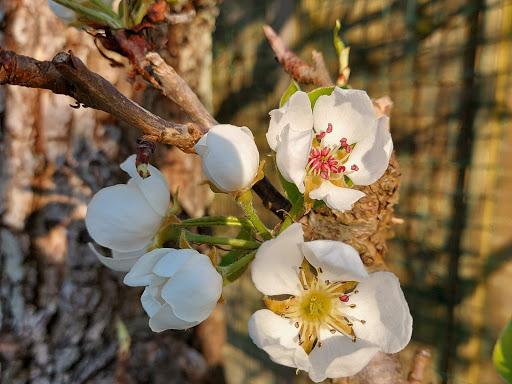 Simply Garden Maintenance