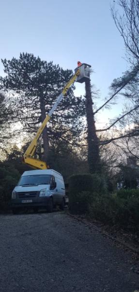 CR Tree Services