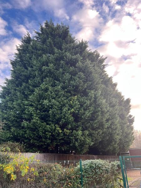 North Lincs Tree Services Ltd