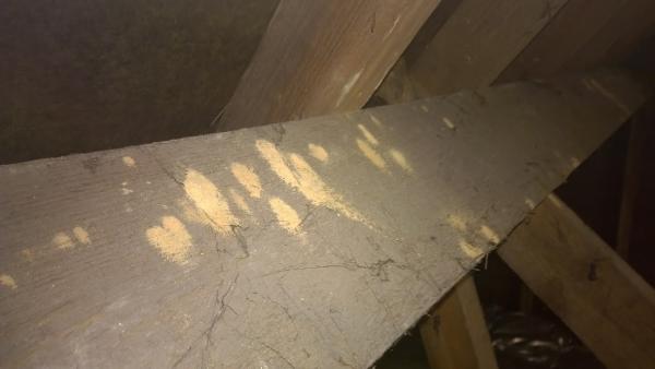 Verminate Woodworm and Property Services Weymouth Area