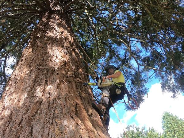 Bayes Tree Services