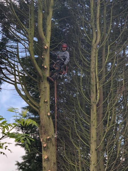 Bayes Tree Services