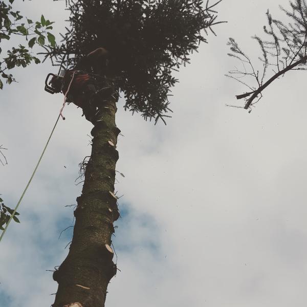 Sitka Tree Services