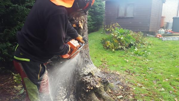 Sitka Tree Services