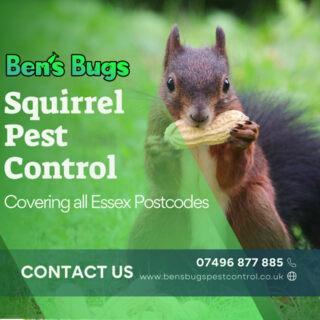 Bens Bugs Pest Control