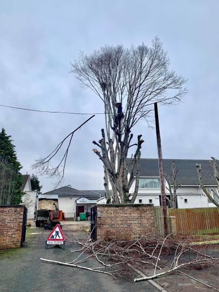 North Lanarkshire Tree Care