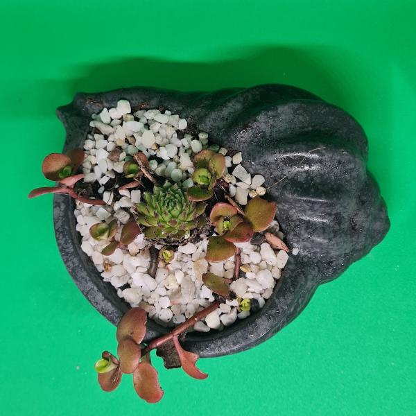 Gardenhers