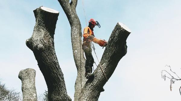 R Macleod Tree Services