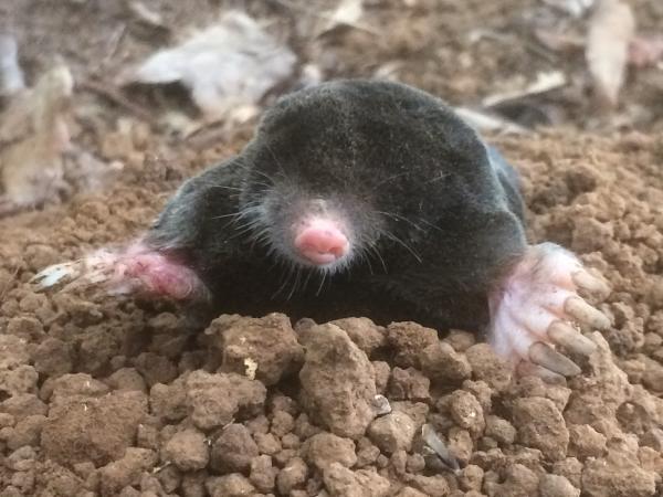 Traditional Pest Control