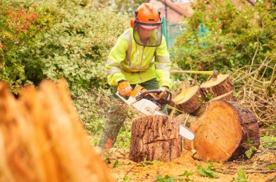 Folkestone Tree Surgeons