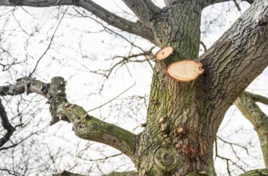 Folkestone Tree Surgeons