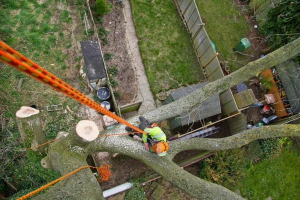 Peterborough Tree Services Ltd