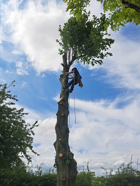 WM Tree Surgery