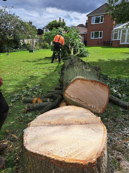 WM Tree Surgery