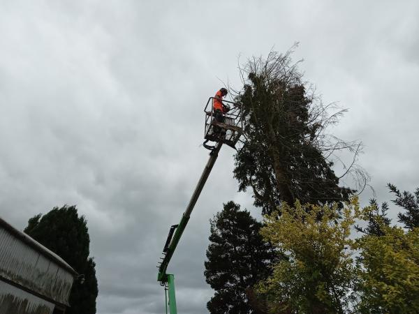 WM Tree Surgery